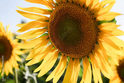 Sunflower field at dusk