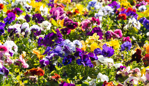 Colorful garden Viola flowers, decorative flora, rich colors and shapes. Impressive color palette, colorful background