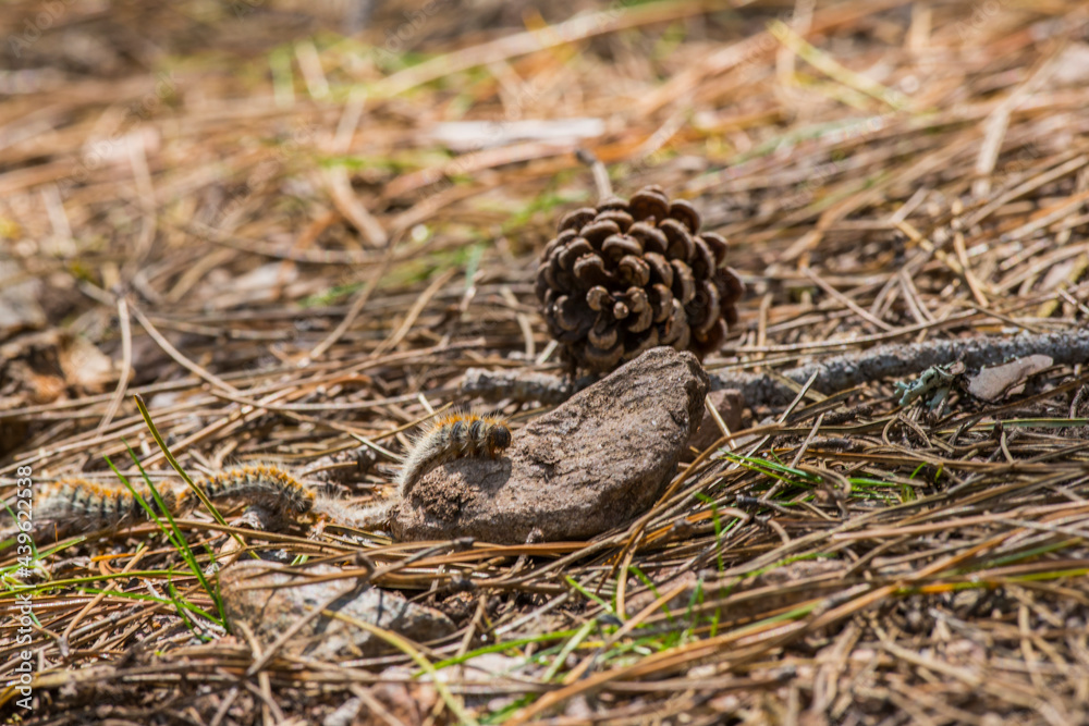 Obraz premium Pienienprozessionsspinner