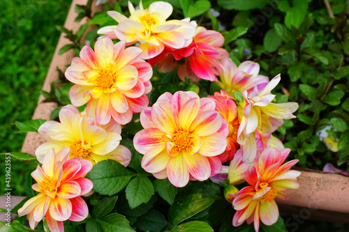 Pink and yellow dahlia flower in bloom © eqroy