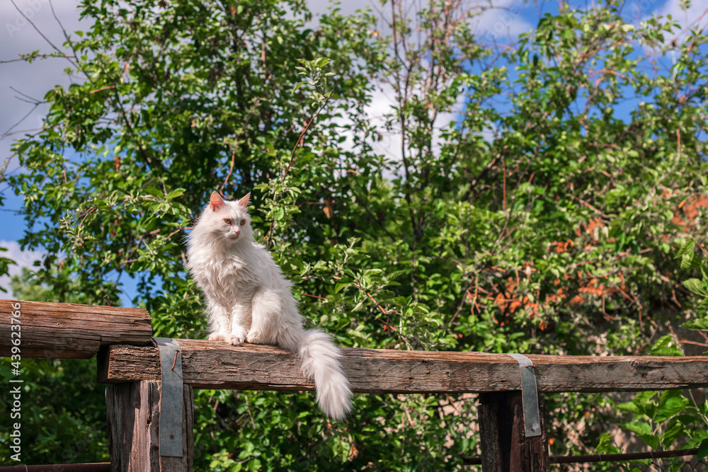 Obraz premium White cat outdoor. Enjoyment of nature, freedom.
