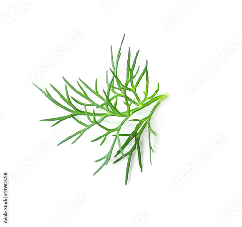 Sprig of fresh dill isolated on white  top view