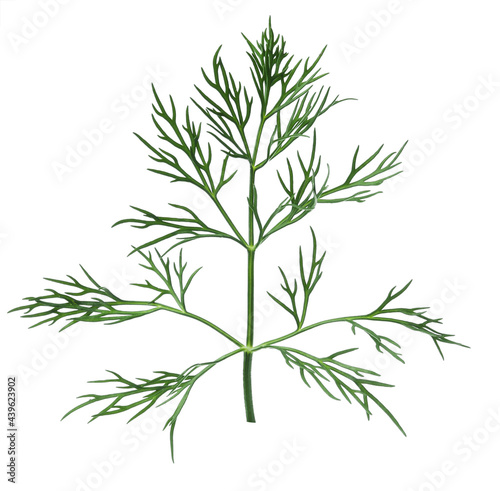 Sprig of fresh dill isolated on white © New Africa