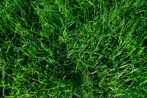 Green grass, close-up. Natural background. The texture of green, juicy grass in the rays of the bright sun.