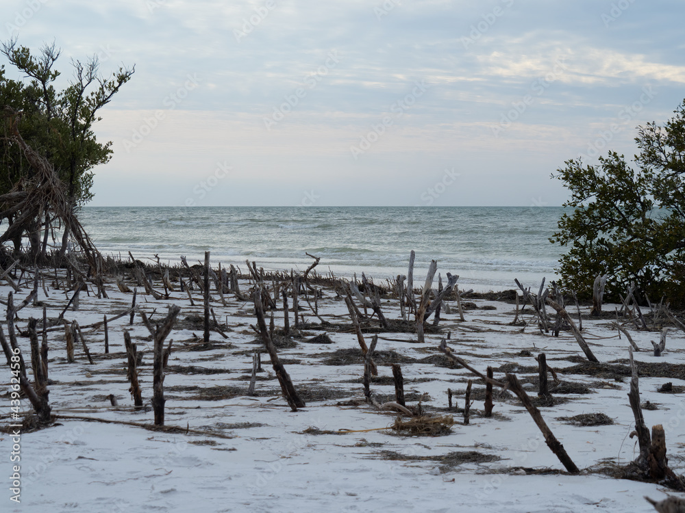 Rising Sea Levels Kills Mangroves on the Gulf of Mexico Rising Sea Levels Kills Mangroves on the Gulf of Mexico