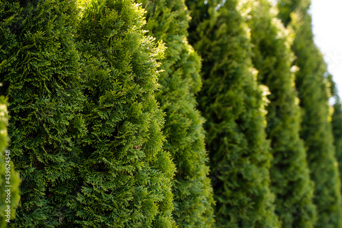 Green hedge of thuja trees. Closeup fresh green branches of thuja trees. Evergreen coniferous Tui tree. Nature  background.