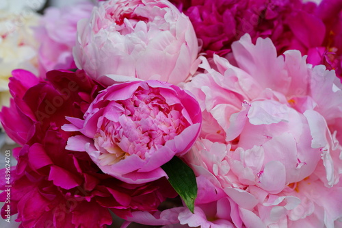 A bouquet of pink and white peony flowers in a vase