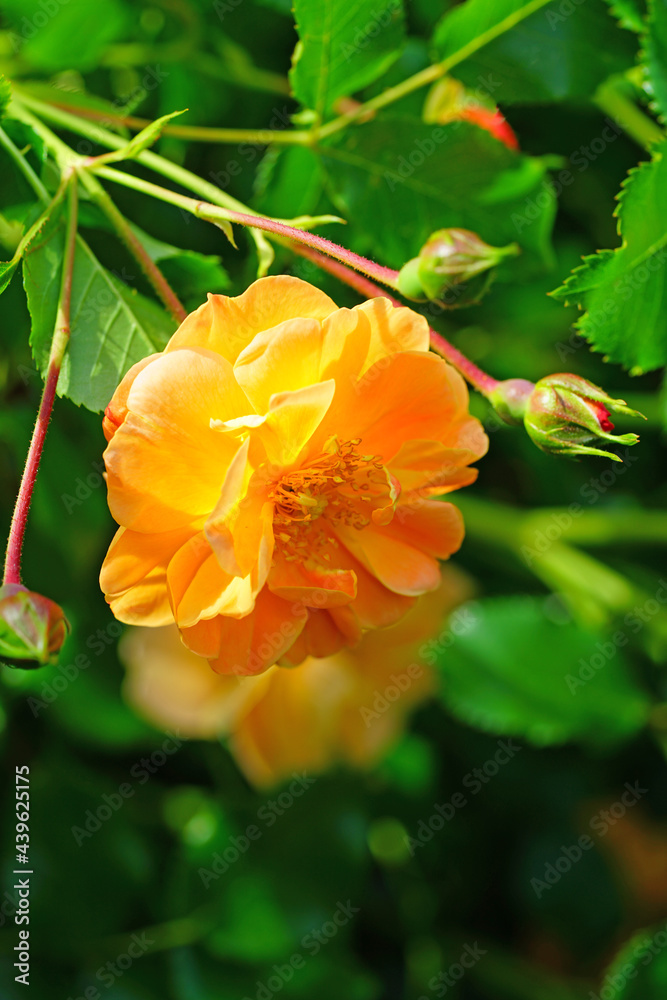 Apricot orange rose flower growing in the garden Apricot orange rose flower growing in the garden
