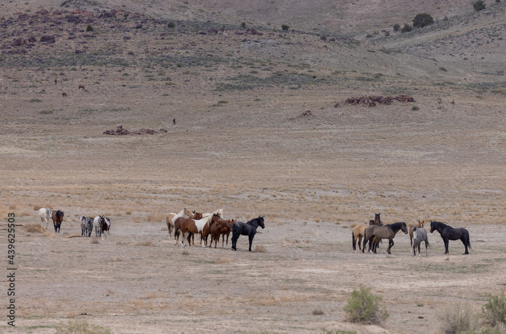 Herd of Wild Horses in the Utah Desert in spring Herd of Wild Horses in the Utah Desert in spring