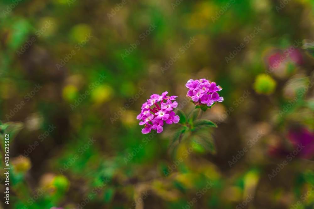 Green bush with flowers, natural background Green bush with flowers, natural background