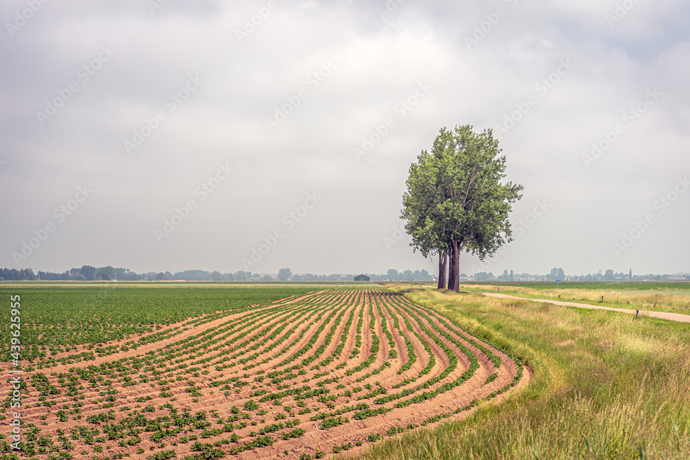 Picturesque photo of trees along a potato field. It's spring; mist and low-hanging clouds limit visibility somewhat. The photo was taken near the small Dutch village of Hank, North Brabant. Picturesque photo of trees along a potato field. It's spring; mist and low-hanging clouds limit visibility somewhat. The photo was taken near the small Dutch village of Hank, North Brabant.