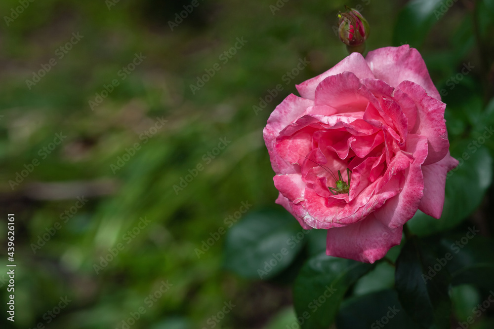 Rose flower bloom in roses garden on blurry background.