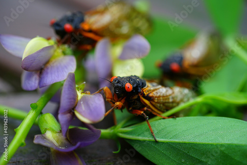 View of Brood X cicadas in 2021 in New Jersey appearing every 17 years photo