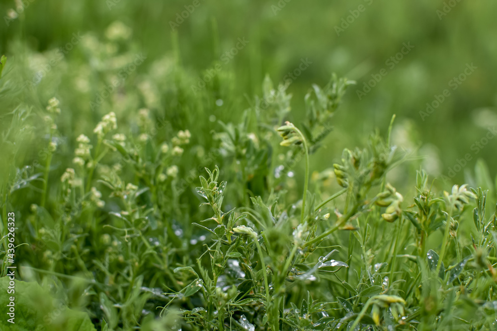 Meadow and field grasses after rain, close-up, green natural background. Yellow wild mouse peas. Concept for summer or spring.