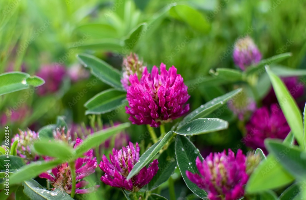 Blooming pink clover flower, close-up, natural green background. Blooming pink clover flower, close-up, natural green background.