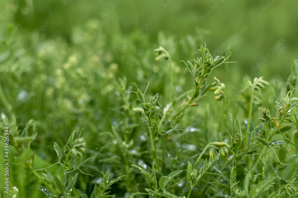 Wild herbs after rain, natural green background. Meadow plants. Wild herbs after rain, natural green background. Meadow plants.
