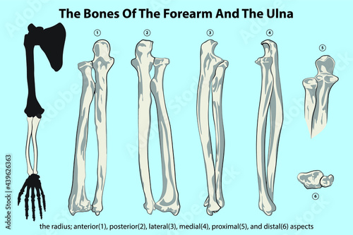 the bones of the forearm and the ulna