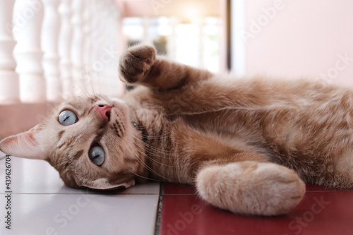 Cute cat lying on his back on the tiled floor. Yoga cat. © SURASIT