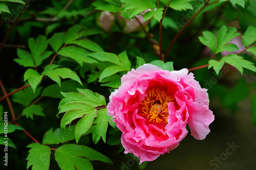 Pink tree peony flower in the garden