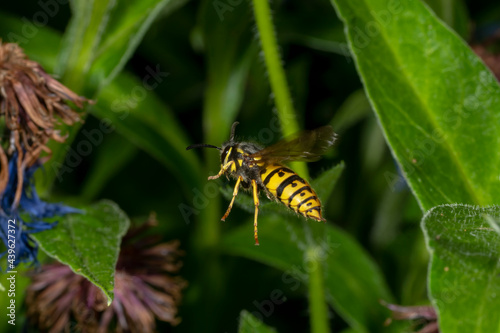 Side view of a flying wasp between green leaves