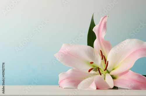 Beautiful pink lily flower on white table against light blue background, closeup. Space for text