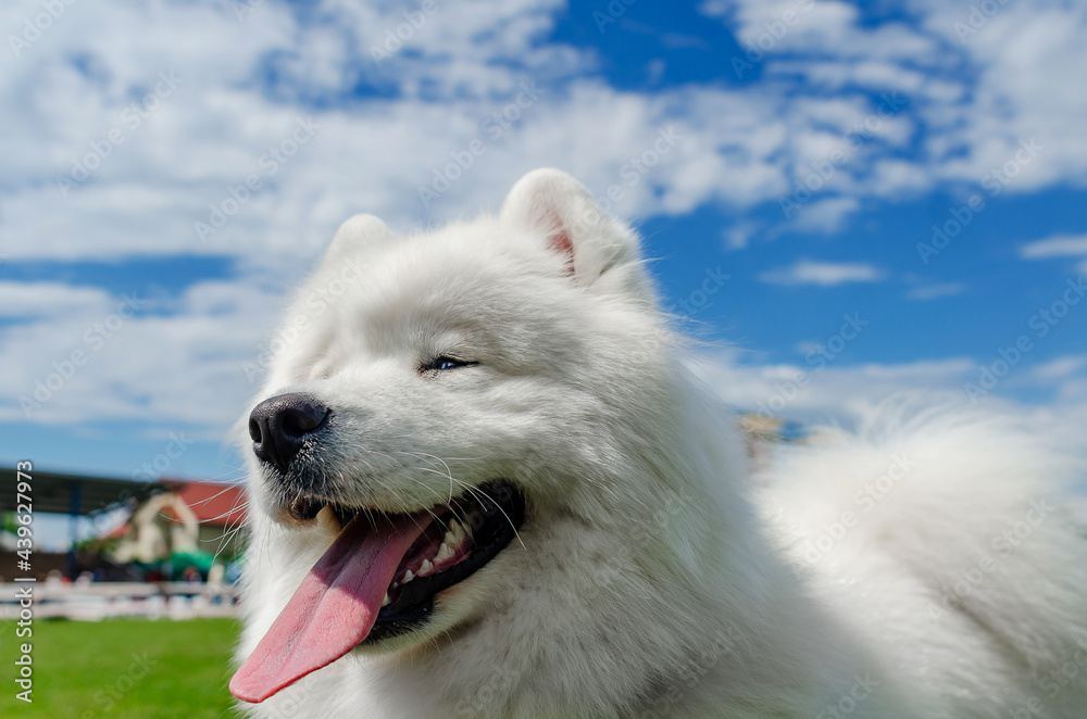White Samoyed dog on a background of blue sky