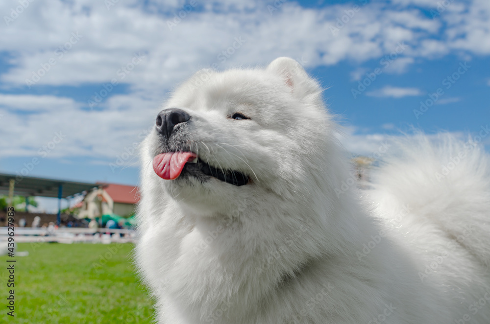 White Samoyed dog on a background of blue sky White Samoyed dog on a background of blue sky
