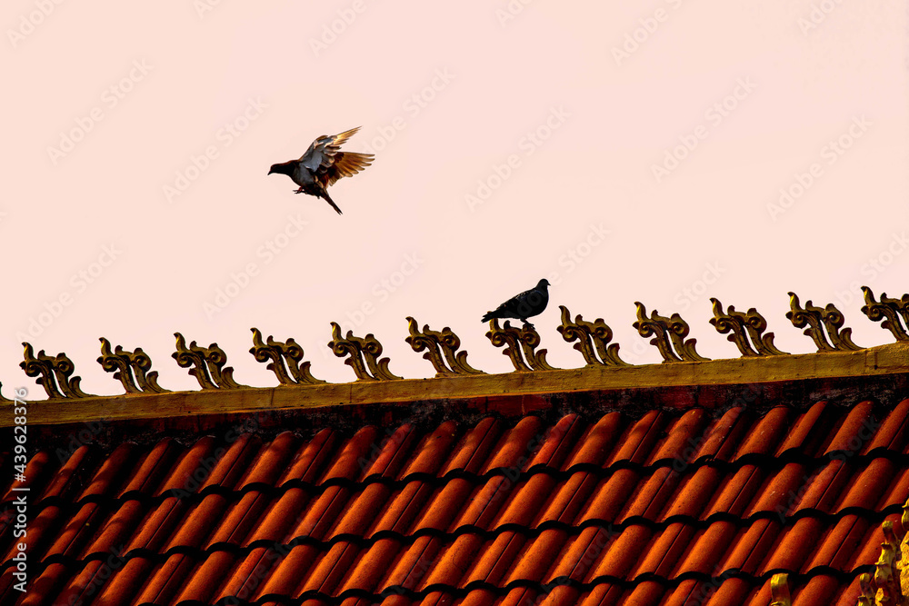 Flying birds are like freedom. and some birds look at , The role of the bird on the roof Flying birds are like freedom. and some birds look at , The role of the bird on the roof