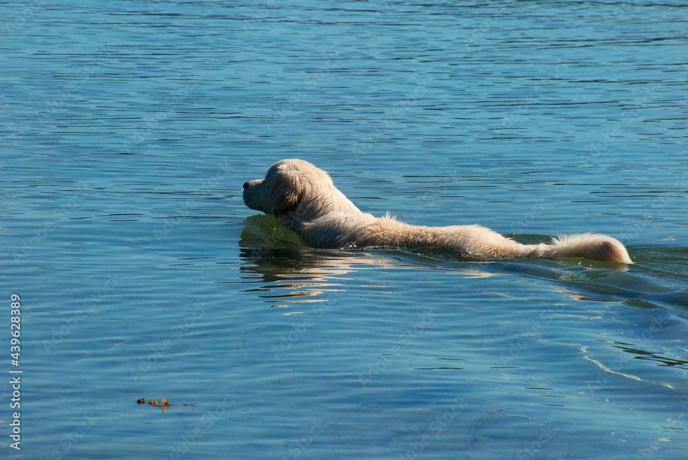 Fototapeta premium Golden retriever swim in the blue sea.