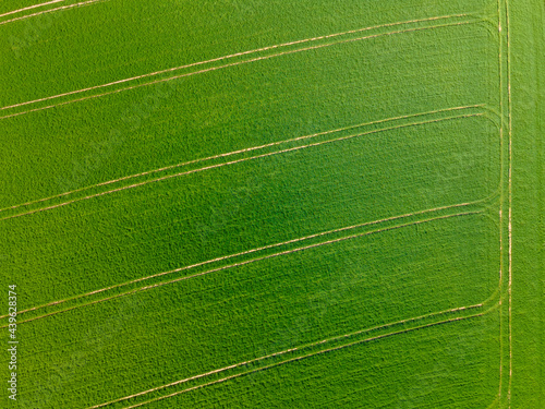 Aerial view of tractor tracks in green agriculture field
