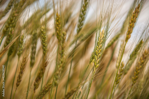 Wheat field. Ears of golden wheat close up 