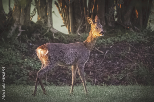 Deer at sunrise on a clearing