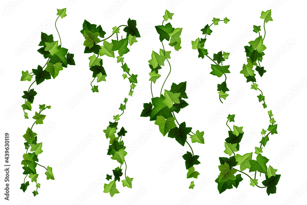 Ivy Vines Clip Art