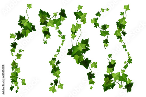 Ivy plant vector cartoon illustration, green vine leaves, climbing branches isolated on white background. Garden greenery twigs, nature creeper clipart, lush foliage decorative object. Ivy plant set