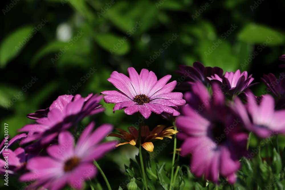 Bornholmer Margerite Bornholmer Margerite