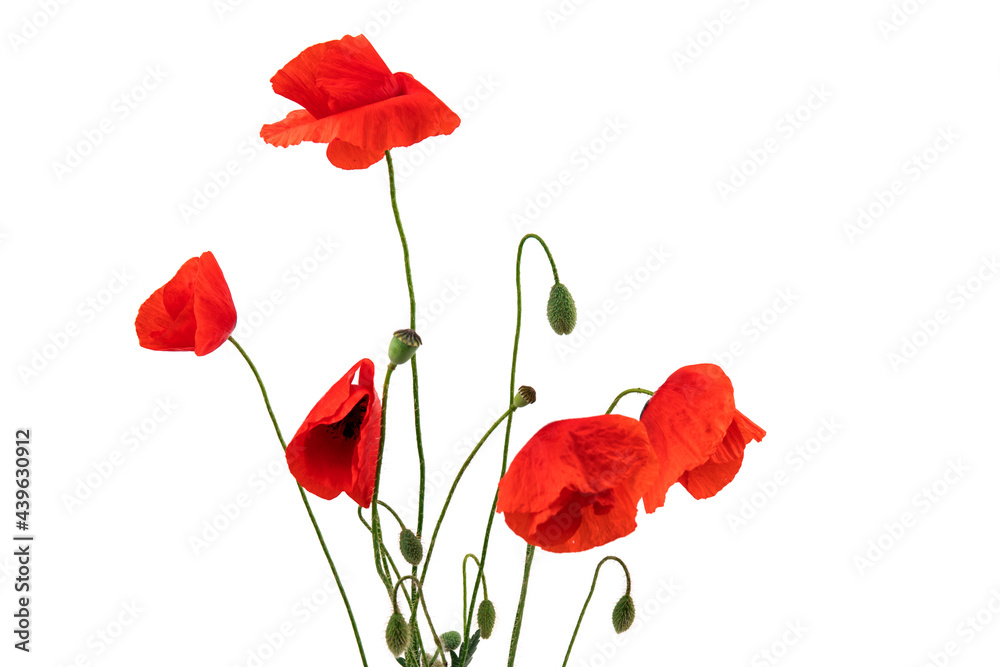 Obraz premium Red field poppies (Papaver rhoeas) isolated on white background