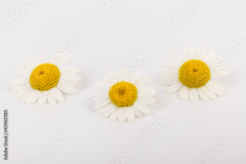 chamomile or daisies with leaves isolated on white background. Top view. Flat lay