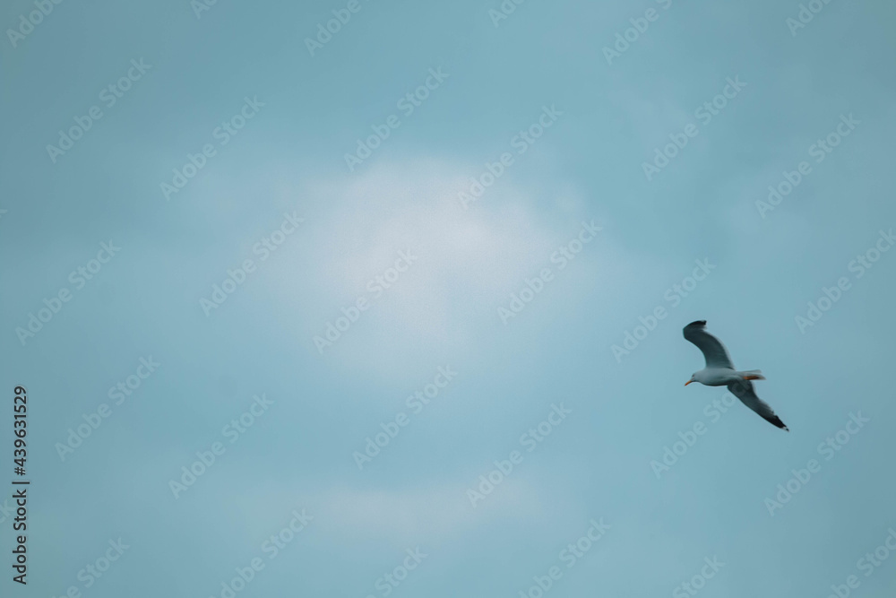 Seagull Seagull