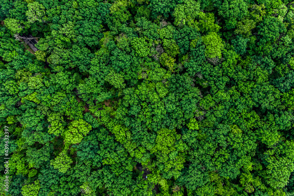 Efterligning sektor Påstået forest top view, Texture of green forest Stock-foto | Adobe Stock