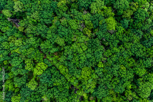 forest top view  Texture of green forest