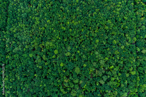 Texture of green forest. drone top view