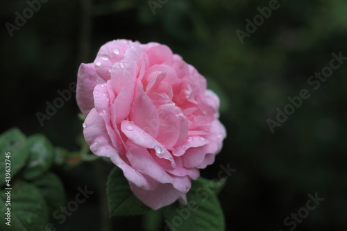 pink rose in garden