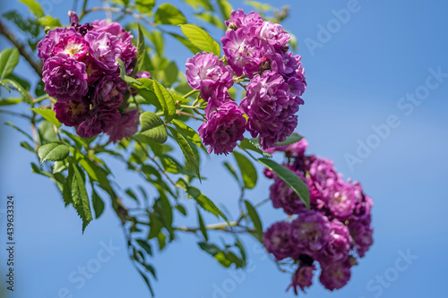 Kletterrose Perennial Blue
