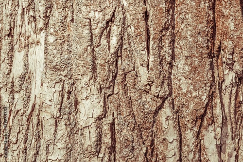 Wooden rough timber old aged. texture tree bark.