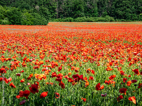  Mohnblumenfeld blüht in der Landschaft im Sommer