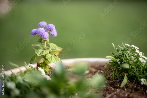Tiny purple flowers in a garden pot