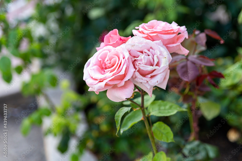fresh pink roses border on green background fresh pink roses border on green background