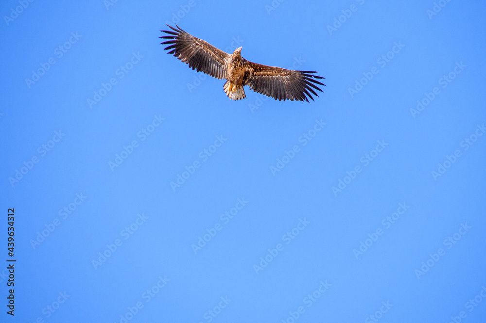 Obraz premium eagle in flight