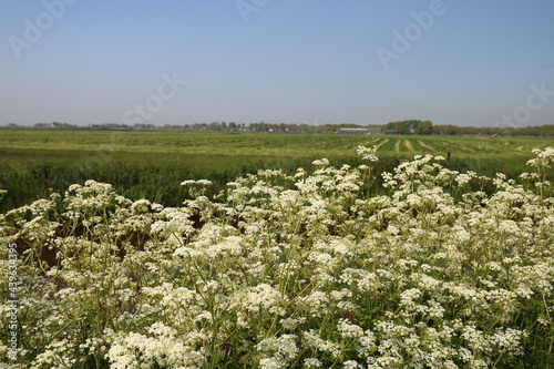 a beautiful white cow parsley plant in a natural meadow and a deep blue sky in the background in the rural countryside in springtime.