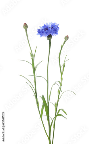 Beautiful blooming blue cornflower isolated on white